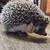 Hedgehog to good home 1 thumbnail