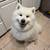 🐾 HAPPY PAWS DOG DAYCARE, BOARDING & TRAINING – NORTH YORK 🐾 19 thumbnail