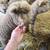 Babydoll Southdown Sheep 9 thumbnail