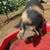 KuneKune Females Very Friendly Pigs 18-20 Months Old 4 thumbnail