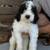 beautiful Bernedoodle puppies 8 thumbnail
