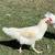 Olive Egger Roosters 5 thumbnail