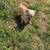 2 male chihuahua puppies 2 thumbnail