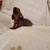 Weenie dog pup 2 thumbnail