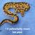 Ball pythons group 4 thumbnail