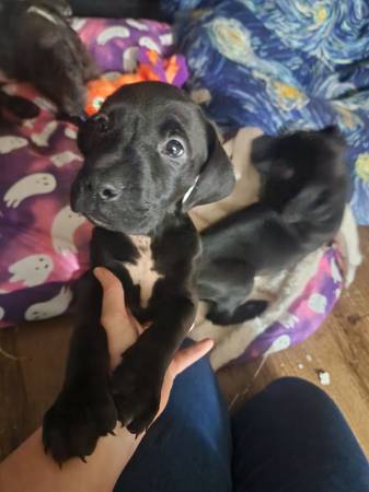 Great Dane/Lab puppies (Scottsville)63897668532866122