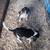 Puppy's 1 thumbnail