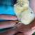 Zombie Chicks 2 thumbnail