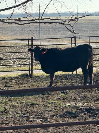 Angus cross bred Heifers 1