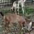 Nubian goats 7 thumbnail