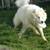 ***LONG TERM PET CARE IN MY HOME ON 5 ACRES **** 13 thumbnail