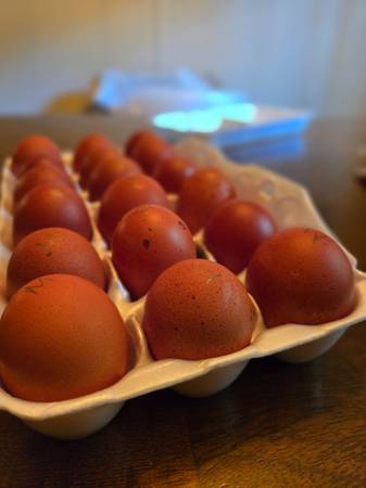 Soy free eggs 1