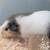 3 HEALTHY & LIVELY GUINEA PIGS  W/ FOOD, CAGE..ETC 8 thumbnail