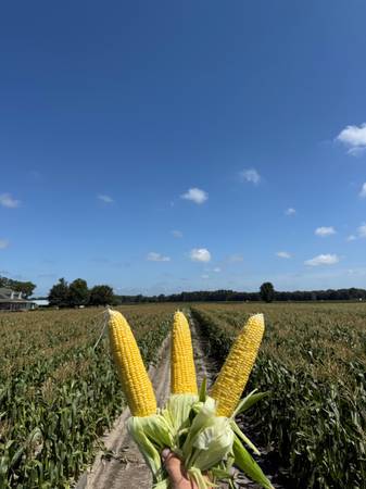 Sweet Corn 1