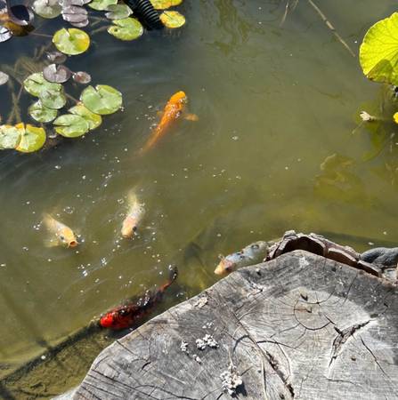 Koi fish 1