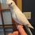 Two Cockatiels + Extras 5 thumbnail