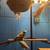 Parakeets 3 thumbnail