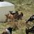 Nigerian Dwarf Does. 3 thumbnail