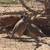 Chukars 14 thumbnail
