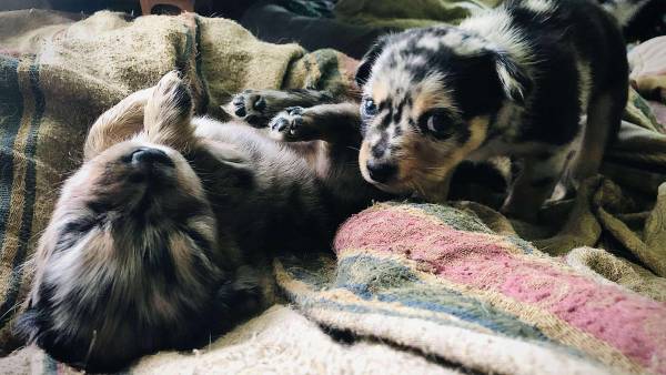 PUPPIES FOR SALE (Columbia)63685425116291120