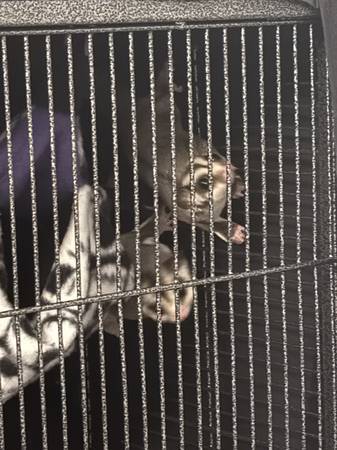 Sugar Glider (Montgomery)64032192789762120