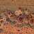 Chickens, Ducks,Turkey, Rabbit,Geese, Quail 4 thumbnail
