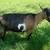 ADGA Nigerian Dwarf Buckling 3 thumbnail