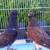 Pigeon 6 thumbnail