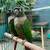 green check conure 3 thumbnail