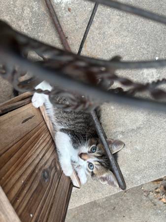 Kitten listos para hogar permanente63852007161859124