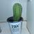 Cactus Cactus Cactus!! 5 thumbnail