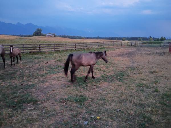 3 year old draft filly 1