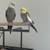 cockatiel 1 thumbnail