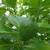 Live Lemon Trees 8' High Citrus (2) Trees Indoor or Outdoor 4 thumbnail