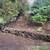 Affordable fall clean ups!!! Maintenance, pruning, blackberry, Ivy. 16 thumbnail