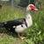 Duck egg 1 thumbnail