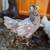 Laying Hens / Chickens – All Laying Now 1 thumbnail