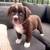 Mini aussie-doodle 2 thumbnail