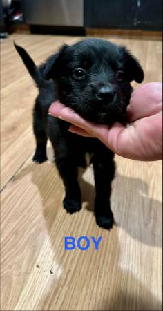 Husky Lab Puppies (Topeka)64194927745539122