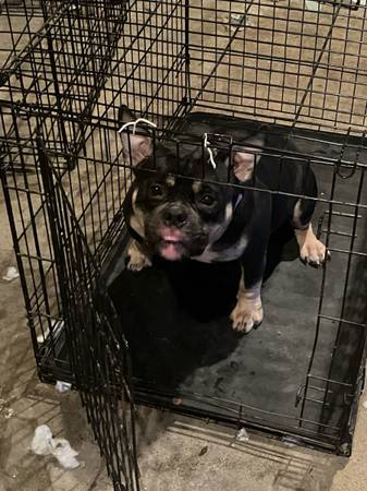 Hembra Micro Bully (Decatur)522034820207104001