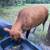Heifers for sale 3 thumbnail