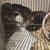 Feeder Rats available 4 thumbnail