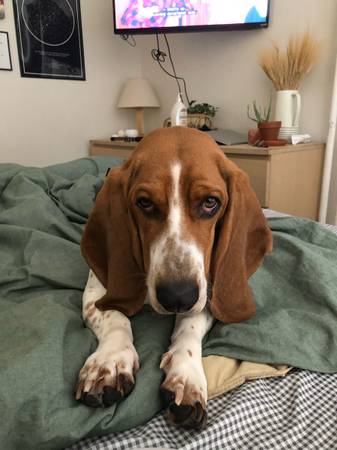 Basset Hound dulce y cariñoso necesita hogar para siempre (Baltimore)63669519406337120