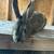 Rabbits 9 thumbnail