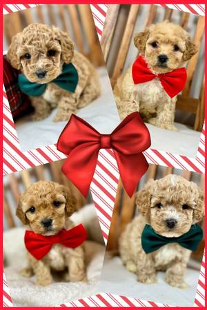 Mini Goldendoodle- Great With Kids 1