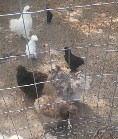 Hatching eggs - Silkie & Serama - $30 (Dothan)63440392740611120