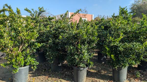 Waxleaf Privet Bush 1