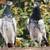 I’m looking for Pakistani or Iranians pigeons for sale 2 thumbnail