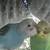 Parakeets 4 thumbnail