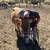 A1A2 bred registered Jersey heifer 11 thumbnail
